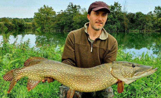 Ščuka je v dolžino merila 120 centimetrov, težka pa je bila 12 kilogramov. FOTO: RD Novo mesto