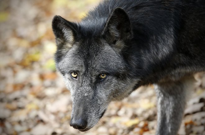 Oškodovani rejec Janez Bogataj je prepričan, da volkovi na poljansko stran Blegoša ne sodijo. FOTO: Blaž Samec/Delo