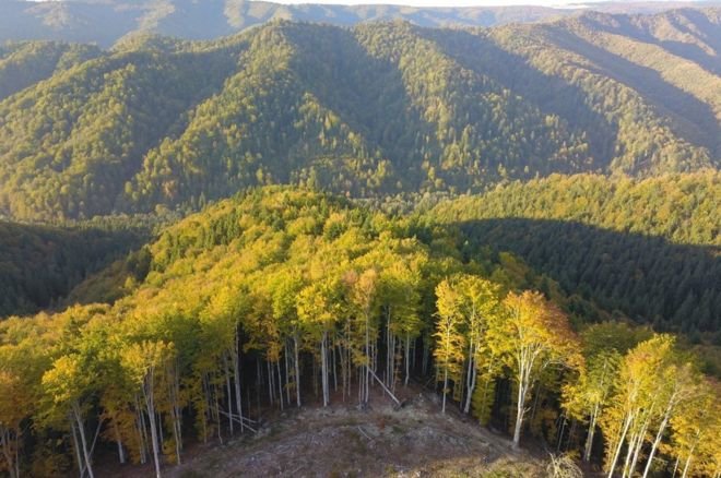 V Romuniji je kar polovica vseh evropskih pragozdov. FOTO: Agent Green