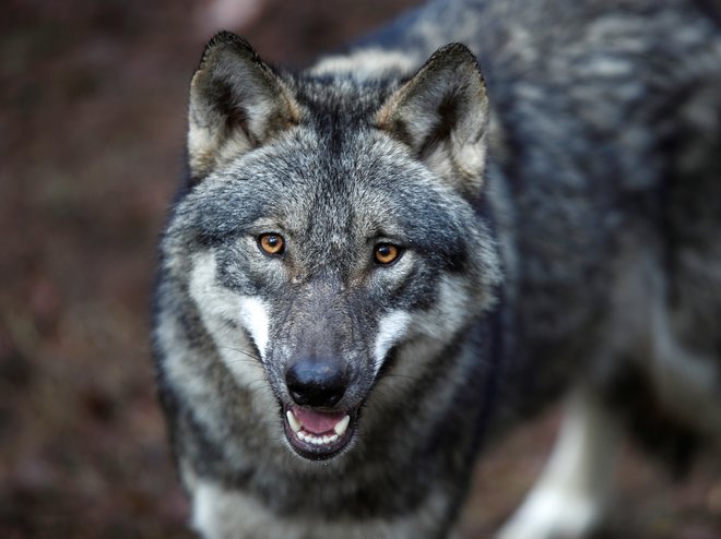 Pogoji za odstrel volka zaradi njegove večje družbene sprejemljivosti so tako strogi, da jih je v praksi težko izpolniti. FOTO: Reuters