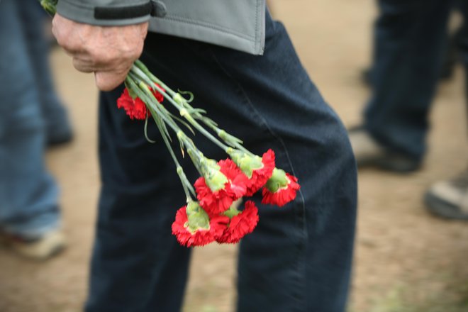 Poleg krizantem na grobove najraje nosimo nageljne.&nbsp; Foto Jure Eržen/delo