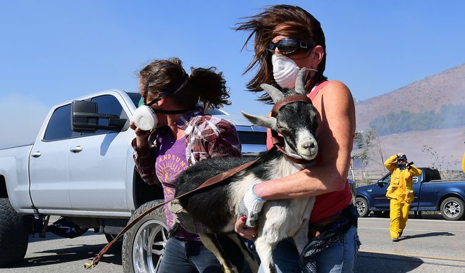 Reševanje ene izmed koz z ranča v bližini Reaganove knjižnice na območju Simi Valleyja v Kaliforniji. FOTO: Frederic J. Brown/AFP