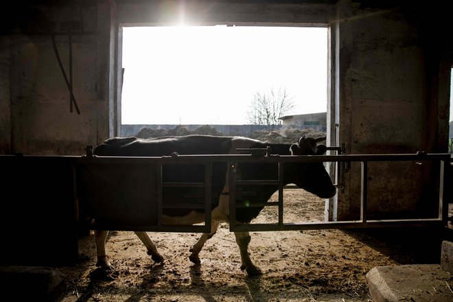 Novinarji <em>New York Timesa</em> so analizirali, kako se v nekaterih srednje- in vzhodnoevropskih državah delijo evropski milijoni v kmetijstvu. FOTO: Odd Andersen/AFP