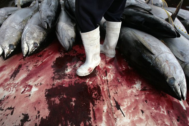 Najbolj ogrožene so ribe, večje od poldrugega metra, med njimi še posebno tuni, ki so komercialno med najbolj cenjenimi in lovljenimi. Modroplavuti tun je že kritično ogrožen. FOTO: Reuters