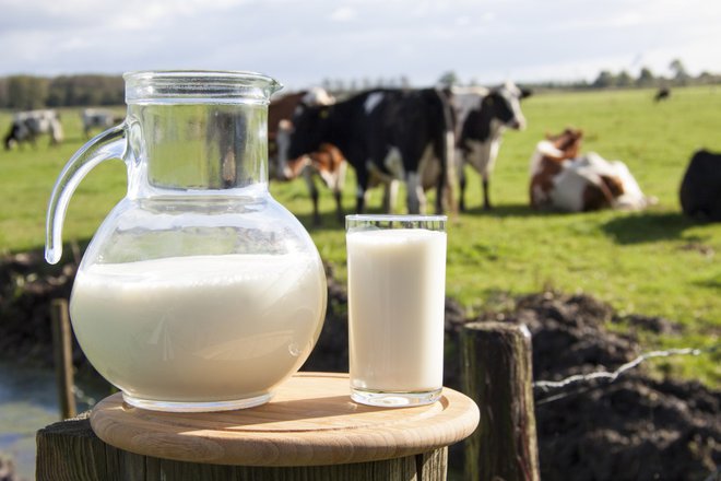 Ker mleko glede na razgradnjo vsebuje &raquo;hitre&laquo; (sirotka) in &raquo;počasne&laquo; (kazein) beljakovine, je pri zaužitju mleka po vadbi moči stimulirana sinteza beljakovin v mišicah, hkrati pa počasneje delujoče beljakovine upočasnjujejo njihovo razgradnjo. FOTO: Shutterstock