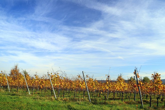 Vinograd ob Marofu. FOTO: Dušan Dundek