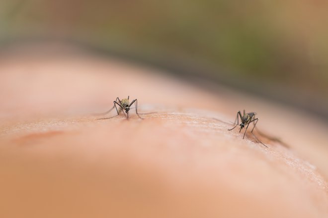 Malarijo povzročajo paraziti &ndash; plazmodiji, ki jih s pikom na človeka prenašajo okužene samice komarjev <em>Anopheles</em>. Foto Shutterstock