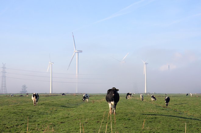 Mnogi menijo, da vetrne elektrarne uničujejo okolje, predvsem z estetskega vidika, pa tudi zaradi ogrožanja številnih vrst ptic in povzročanja hrupa.<br />
FOTO: Barbara Zimic