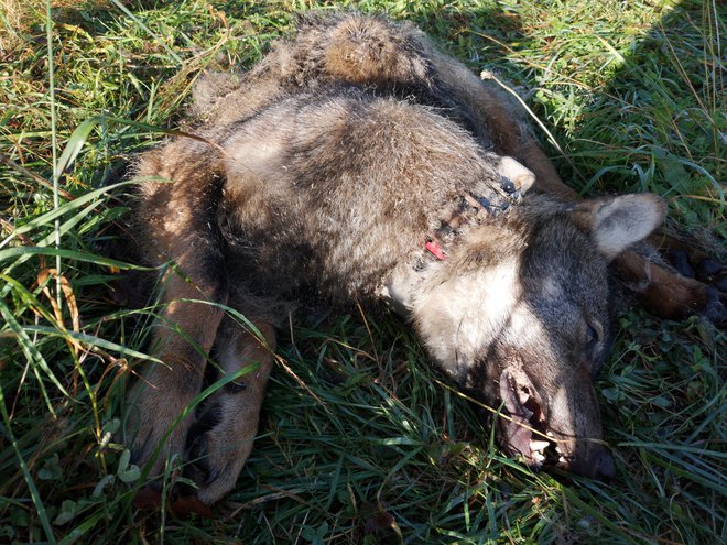 Eden od nezakonito ustreljenih volkov je imel ovratnico za sledenje gibanja. FOTO: Jaka Črtalič/Carnivora Dinarica