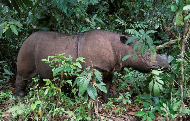 Sumatranski nosorogi so kritično ogroženi. FOTO: Reuters