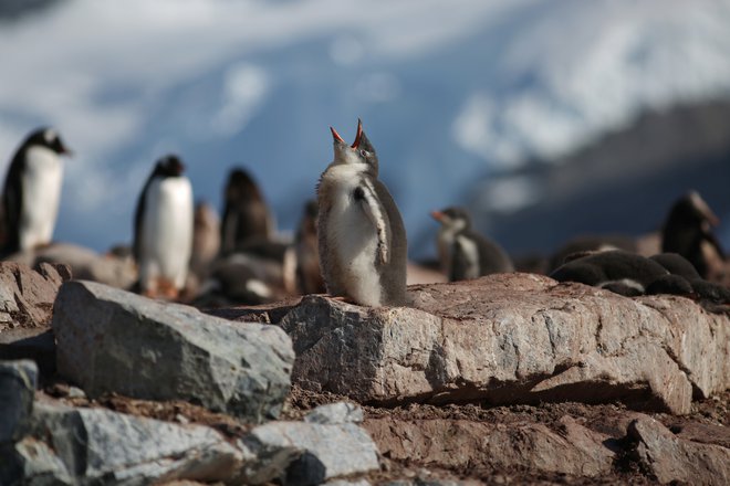 Toplota kopnega pod antarktičnim ledom je glavni dejavnik taljenja tamkajšnjih ledenikov, je pokazala najnovejša raziskava. FOTO: Reuters