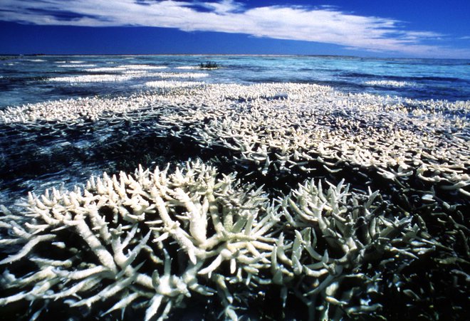Zelo vroče leto 2016 je z beljenjem koral prizadelo približno 90 odstotkov Velikega koralnega grebena. FOTO: Reuters
