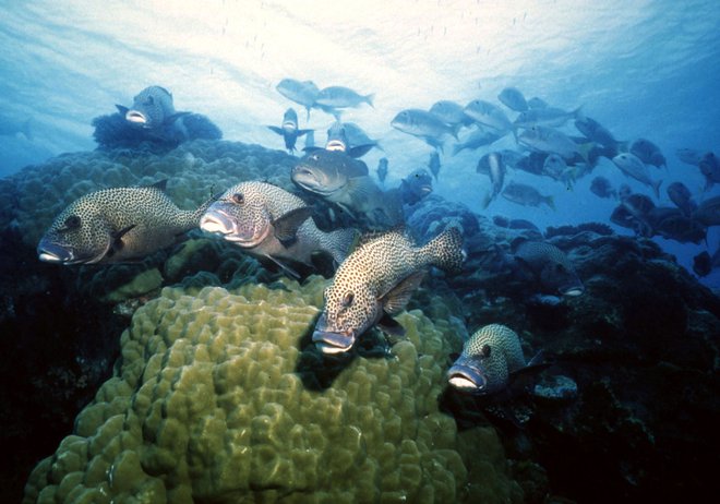 &raquo;Zdravi koralni grebeni so zelo hrupna območja. Mlade ribe se ravnajo po teh zvokih, ko si iščejo kraj, kjer se bodo naselile,&laquo; je za BBC povedal Steve Simpson, profesor morske biologije na univerzi v&nbsp;Exetru. FOTO: Reuters