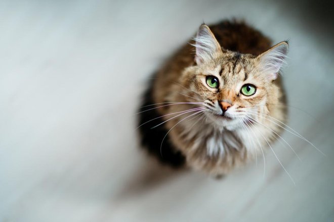 Maček. Fotografija je simbolična. FOTO: Shutterstock