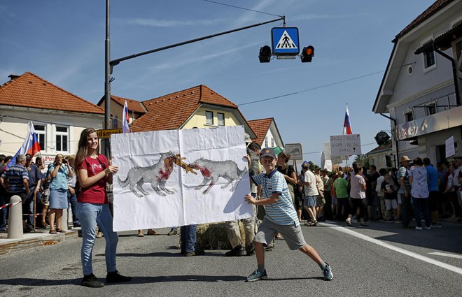 Sindikat kmetov Slovenije v peticiji iz avgusta letos zahteva, da se volkovi ohranijo le v ograjenih kompleksih znotraj državnih gozdov, drugod pa naj se jih odstreli. FOTO: Blaž Samec/Delo