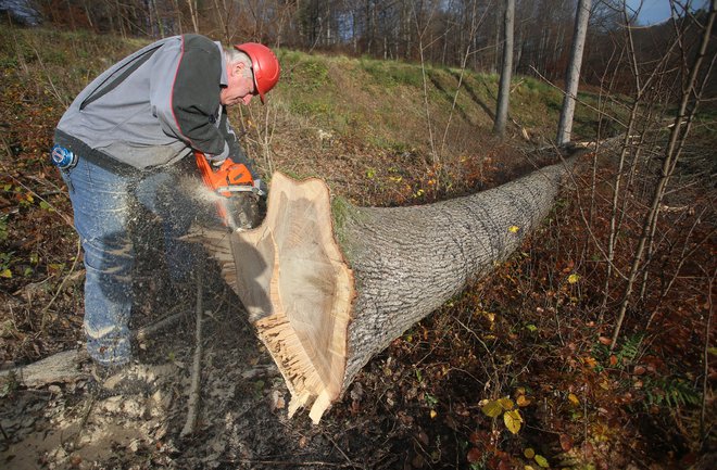 Silvester Potočnik (na levi) bo na licitacijo lesa pripeljal okoli devetdeset let star hrast. FOTO: Tadej Regent/Delo