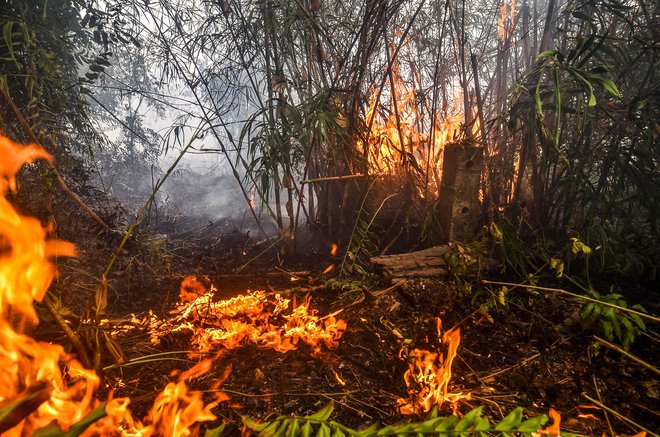 V Indoneziji tudi zdaj gori. Zapreti so morali letališča in šole.&nbsp; FOTO: Wahyudi/AFP