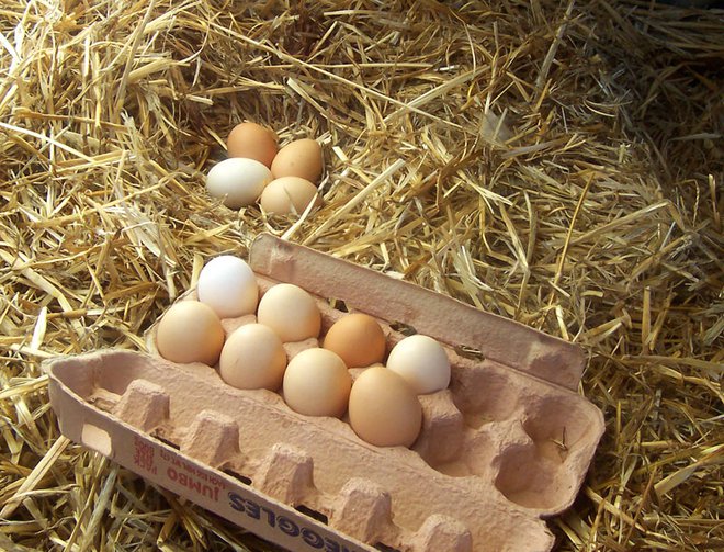 Druga študija je prav tako primerjala<strong> jajca </strong>kokoši, ki so se ali gibala na prostem ali v zaprtem prostoru, vendar se je osredotočala na količino vitamina D3. Foto: Shutterstock