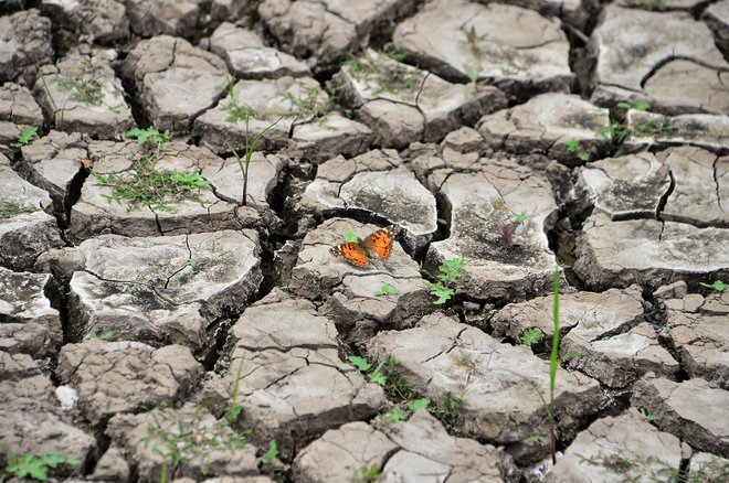 Obdobje med letoma 2015 in 2019 je bila najtoplejša petletka, odkar so pred 150 leti začeli beležiti temperatureFOTO: Orlando Sierra/AFP