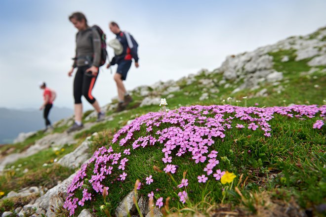 Pot na Raduho. FOTO: Tomo Jeseničnik/visitsavinjska.com