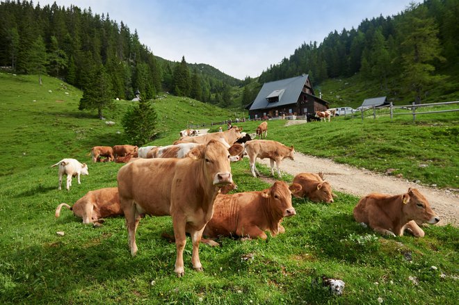 Koča na Loki je lahko izhodišče za pot na Raduho, v bližini je tudi Snežna jama. FOTO: Tomo Jeseničnik/visitsavinjska.com