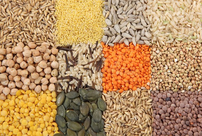 Nikolaj Vavilov je ustvaril dotlej največjo zbirko semen z več stotisoč sortami. Foto Shutterstock