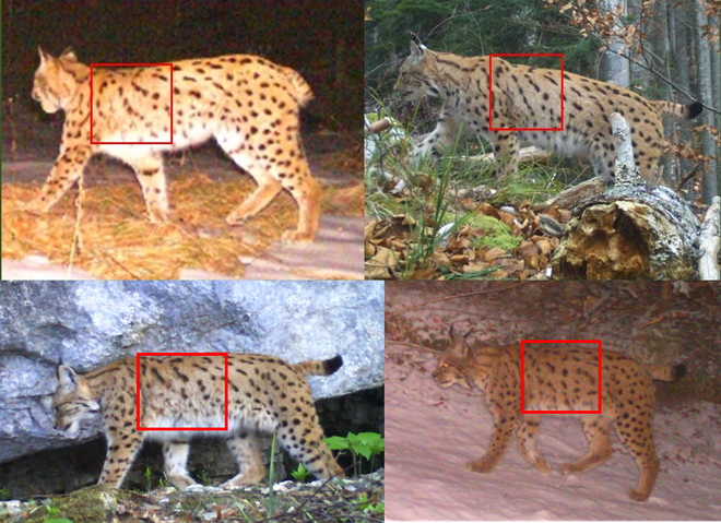 Rise na posnetkih so prepoznavali s primerjavo vzorca kožuha. Rdeči kvadrat prikazuje, kako so prek vzorca na delu telesa primerjali posnetka istega (zgoraj levo in desno) in drugega (spodaj levo in desno) risa. FOTO: Life Lynx