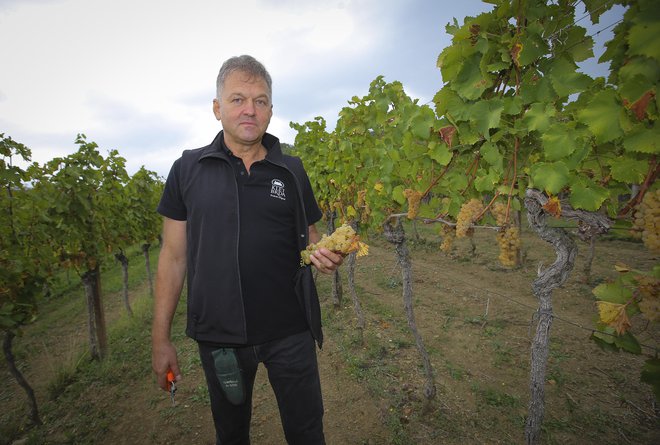 Direktor Kleti Brda Silvan Peršolja je prepričan, da se morajo slovenski vinarji čim bolj usmeriti v izvoz. FOTO: Jože Suhadolnik/Delo