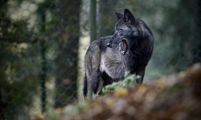 Z mrežo nočnih kamer, ki jih upravlja naravovarstvena agencija ANB (Het Agentschap voor Natur en Bos), so volkuljo Nayo nazadnje posneli maja, odtlej ni novic ne o njej ne o mladičih, za katere je skrbela. FOTO: Blaž Samec/Delo