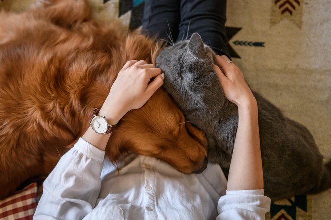 Lotimo se dela, kajti kmalu bo morda vse, o čemer bomo razmišljali ob svetovnem dnevu živali, tragično nemogoče. FOTO: Shutterstock