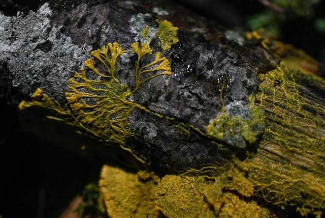 Blob ali <em>Physarum Polycephalum</em>&nbsp;FOTO: Stephane De Sakutin/AFP