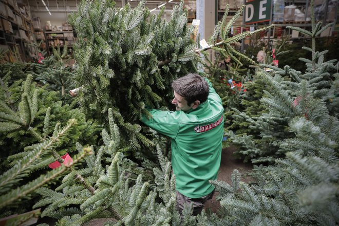 V trgovskih verigah z vrtnimi centri prevladujejo (izključno) tujerodne vrste, zlasti rezane nordijske jelke in so ponekod že razprodane. FOTO: Uroš Hočevar/Delo