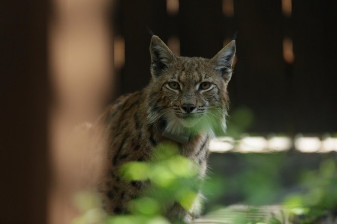 Risa Doruja je pred nadaljevanjem poti proti Alpam prav tako ustavila primorska avtocesta. FOTO: LifeLynx