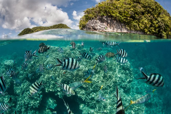Na idiličnem otočju Palau bodo prepovedali kreme za sončenje. FOTO: Shutterstock