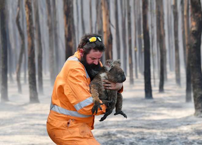 Okoljevarstvenik iz Adelaide Simon Adamczyk iz pogorelega gozda v bližini Cape Borda na otoku Kangaroo rešuje preživelo koalo. FOTO: Stringer/ Reuters