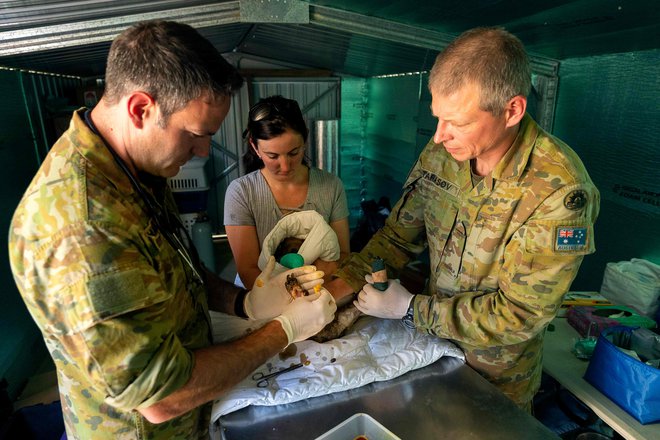Vojaški veterinarji na otoku Kangaroo v zvezni državi Južna Avstralija pomagajo pri oskrbi poškodovanih živali v tamkajšnjem parku za divje živali.&nbsp; FOTO: Tristan Kennedy/AFP
