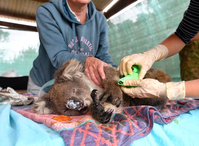 Veterinarji in prostovoljci skrbijo za rešene koale na Kengurujskem otoku. FOTO: AAP Image/David Mariuz/Reuters