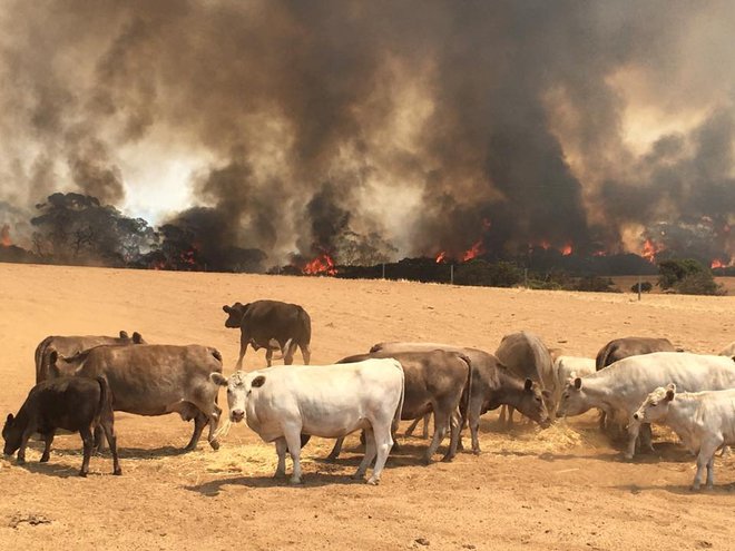 Poginilo je tudi veliko domačih živali. FOTO: Paul's Place Wildlife Sanctuary/Reuters