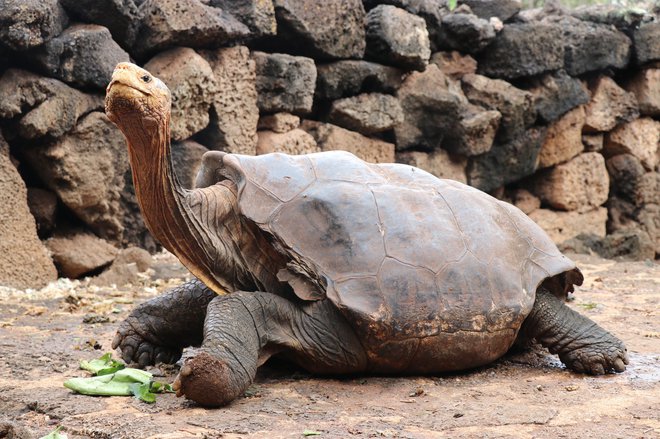 Orjaške želve so dolgo veljale za ogroženo živalsko vrsto, do otoka, kjer prebivajo, je namreč dostop lahek. FOTO: Galapagos National Park