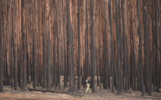 Požgani gozd na Kengurujskem otoku. FOTO: Peter Parks/AFP