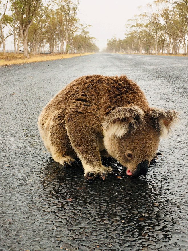 Dež v vzhodni Avstraliji ni prinesel olajšanja samo ljudem, ampak tudi številnim živalim. FOTO: Reuters