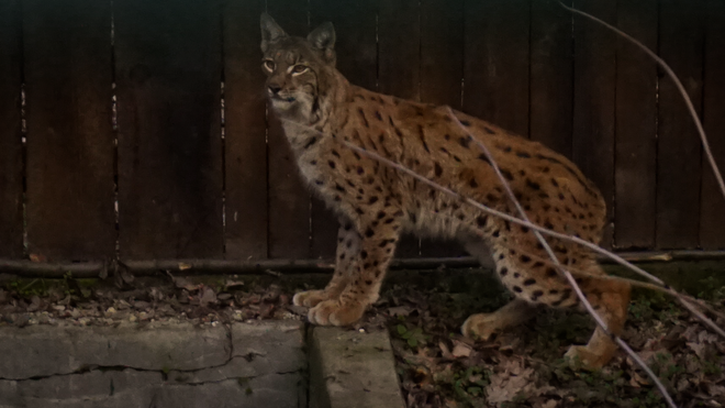 Drugega risa, ki so ga letos ulovili v Romuniji, bodo preselili v Slovenijo na območje Snežnika. FOTO: Life Lynx