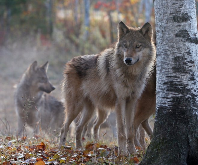 V Sloveniji živi 14 volčjih tropov, v katerih je 95 volkov. Med njimi pa se vse pogosteje pojavljajo križanci med volkom in domačim psom. FOTO: Shutterstock