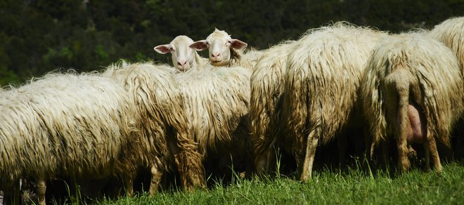 &raquo;Kam pa kam, medved?&laquo; pobara ovca kosmatinca. Fotodokumentacija Dela