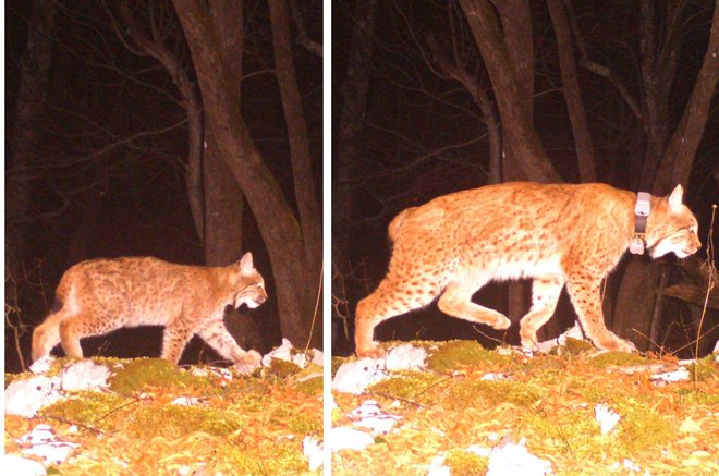 Oče (Goru) in hči (Mala). FOTO: Life Lynx