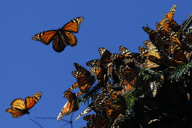 FOTO: Reuters/Edgard Garrido