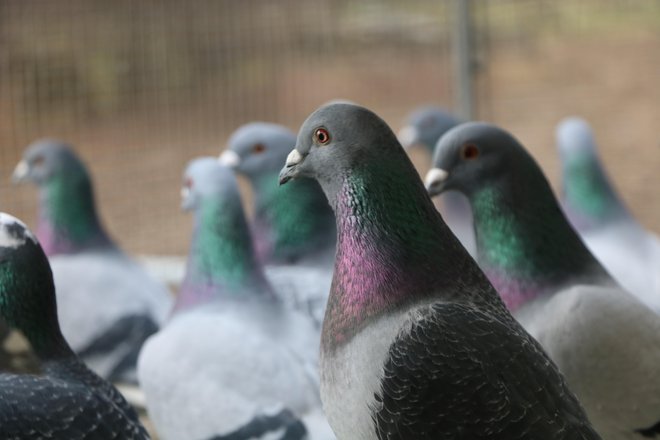 Golobi pismonoše so v enem dnevu sposobni preleteti tudi do 800 kilometrov ali več. FOTO: Jože Pojbič