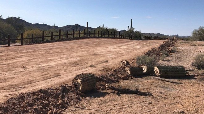 Na trasi mejne ograje so gradbinci posekali dvesto let star kaktus, kakršne Indijanci častijo kot utelešenje svojih prednikov. FOTO: Laiken Jordahl/Center for Biological Diversity