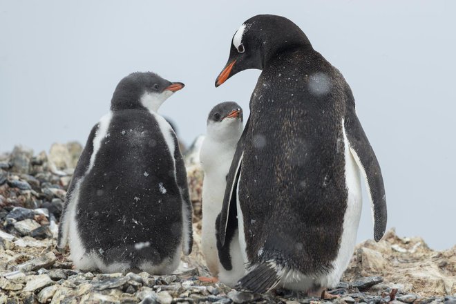Znanstveniki na Greenpeaceovi odpravi na Antarktiki so pri številnih kolonijah pingvinov opazili drastično zmanjševanje. FOTO: Christian Aslund/Greenpeace