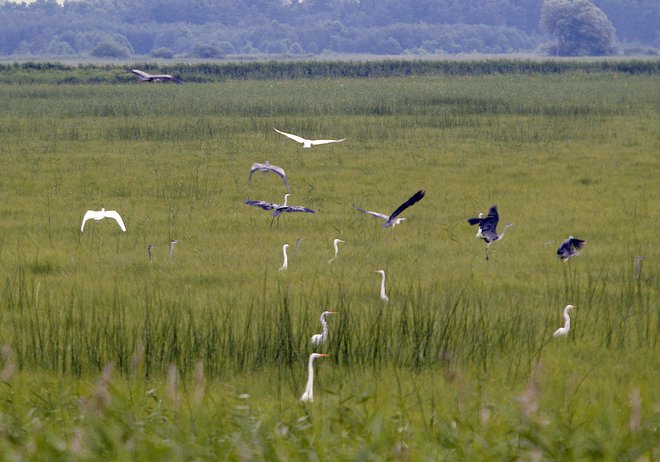 Prigode iz narave dajejo občutek stalnice v svetu, ki je vse bolj kaotičen, evolucijske prilagoditve kognitivnega aparata hitrim spremembam ne zmorejo slediti.&nbsp;FOTO: Mavric Pivk